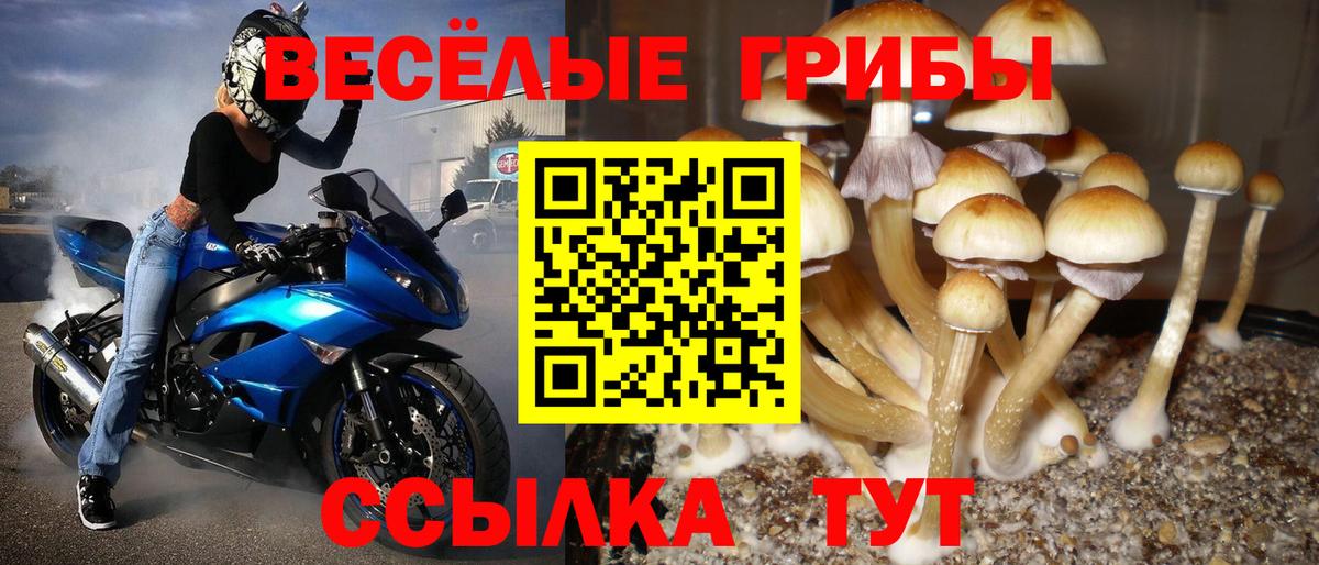 Псилоцибиновые грибы Psilocybe  Вход с VPN  Брянск  Псилоцибиновые грибы Psilocybe 
