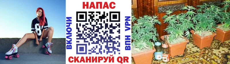 blacksprut ссылка  Брянск  Марихуана White Widow 